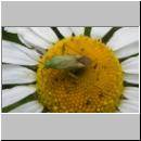 Closterotomus norwegicus - Zweipunktige Wiesenwanze 02.jpg